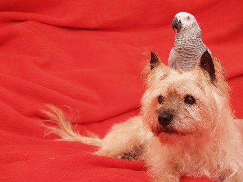 Animals Riding other Animals 3 - Parrot on Dog