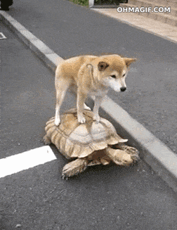 Animals Riding Animals - Dog Riding Turtle