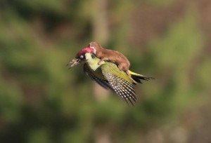 Animals Riding Animals - Weasel riding Green Woodpecker