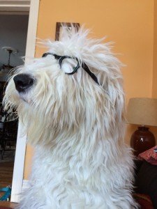 Glasses Dog Life