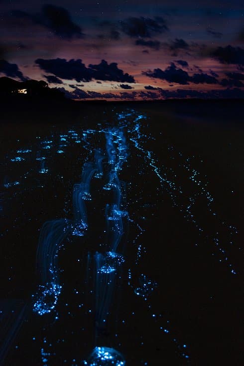 Sea of Stars on Vaadhoo Island in the Maldives 2 Unusual Places