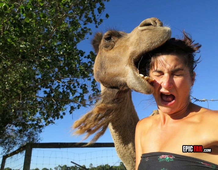 Camel Attack Dumb Girls