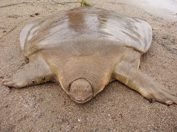 Cantor’s Giant Soft Shell Turtle Strange Animal