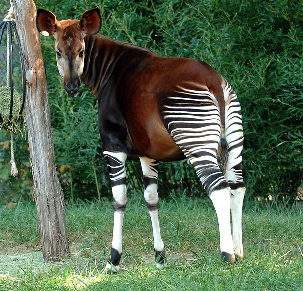 Okapi Strange Animals